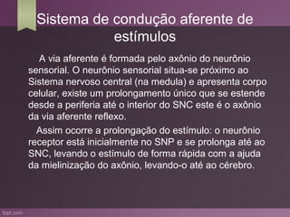 Sistema de condução aferente de
            estímulos
  A via aferente é formada pelo axônio do neurônio
sensorial. O neurônio sensorial situa-se próximo ao
Sistema nervoso central (na medula) e apresenta corpo
celular, existe um prolongamento único que se estende
desde a periferia até o interior do SNC este é o axônio
da via aferente reflexo.
  Assim ocorre a prolongação do estímulo: o neurônio
receptor está inicialmente no SNP e se prolonga até ao
SNC, levando o estímulo de forma rápida com a ajuda
da mielinização do axônio, levando-o até ao cérebro.
 