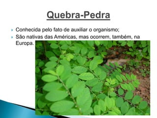  Conhecida pelo fato de auxiliar o organismo;
 São nativas das Américas, mas ocorrem, também, na
Europa.
 