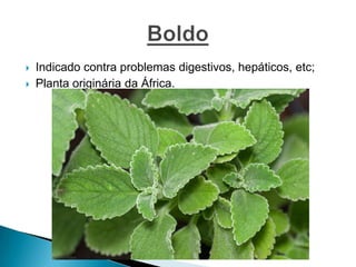  Indicado contra problemas digestivos, hepáticos, etc;
 Planta originária da África.
 