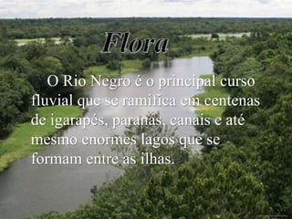O Rio Negro é o principal curso
fluvial que se ramifica em centenas
de igarapés, paranás, canais e até
mesmo enormes lagos que se
formam entre as ilhas.

 