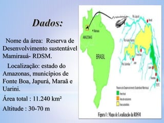 Nome da área: Reserva de
Desenvolvimento sustentável
Mamirauá- RDSM.
Localização: estado do
Amazonas, municípios de
Fonte Boa, Japurá, Maraã e
Uarini.
Área total : 11.240 km²
Altitude : 30-70 m

 