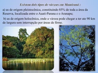 a) as de origem pleistocênica, constituindo 85% de toda a área da
Reserva, localizada entre o Auati-Parana e o Aranapu;
b) as de origem holocênica, onde a várzea pode chegar a ter ate 90 km
de largura sem interrupção por áreas de firme.

 