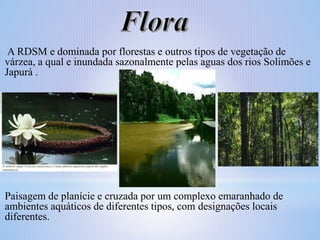 A RDSM e dominada por florestas e outros tipos de vegetação de
várzea, a qual e inundada sazonalmente pelas aguas dos rios Solimões e
Japurá .

Paisagem de planície e cruzada por um complexo emaranhado de
ambientes aquáticos de diferentes tipos, com designações locais
diferentes.

 