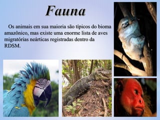 Os animais em sua maioria são típicos do bioma
amazônico, mas existe uma enorme lista de aves
migratórias neárticas registradas dentro da
RDSM.

 