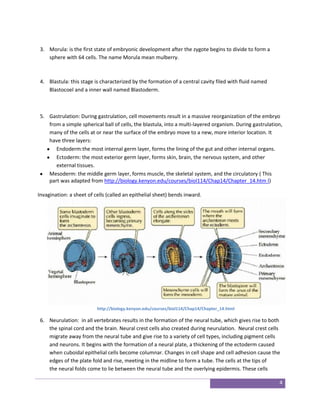 Development of the Heart | DOCX