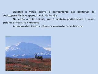 Durante o verão ocorre o derretimento das periferias do
Ártico,permitindo o aparecimento da tundra.
No verão a vida animal, que é limitada praticamente a ursos
polares e focas, se enriquece.
A tundra atrai insetos, pássaros e mamíferos herbívoros.
 