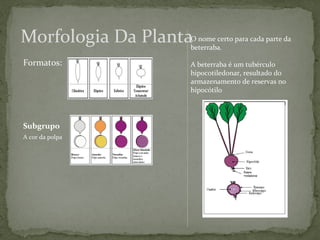 Morfologia Da PlantaO nome certo para cada parte da 
Formatos: 
Subgrupo 
A cor da polpa 
beterraba. 
A beterraba é um tubérculo 
hipocotiledonar, resultado do 
armazenamento de reservas no 
hipocótilo 
 