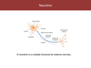 Neurônio 
O neurônio é a unidade funcional do sistema nervoso. 
 