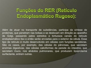 Além de atuar no transporte de substâncias, participa da síntese de
proteínas, que penetram nas bolsas e se deslocam em direção ao aparelho
de Golgi, passando pelos estreitos e tortuosos canais do retículo
endoplasmático liso e então serão enviadas para o exterior da célula. Esse
tipo de retículo é muito desenvolvido em células com funções secretoras.
São os casos, por exemplo, das células do pâncreas, que secretam
enzimas digestivas, das células caliciformes da parede do intestino, que
secretam muco, nos alvéolos pulmonares, que produzem lipoproteína
surfactante, entrem outras.
 
