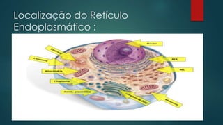 Localização do Retículo
Endoplasmático :
 