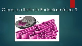 O que e o Retículo Endoplasmático ?
 