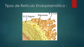 Tipos de Retículo Endoplasmático :
 