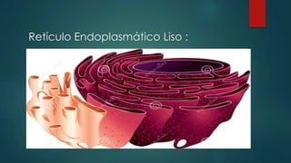 Retículo Endoplasmático Liso :
 