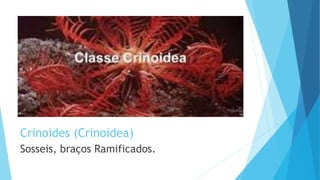 Crinoides (Crinoidea)
Sosseis, braços Ramificados.
 