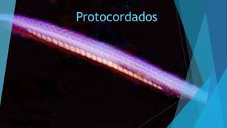 Protocordados
 