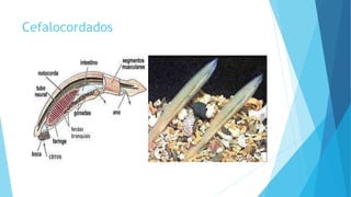 Cefalocordados
 