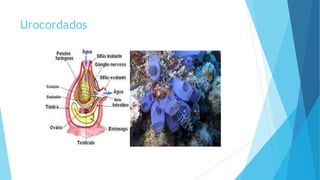 Urocordados
 