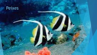 Peixes
 