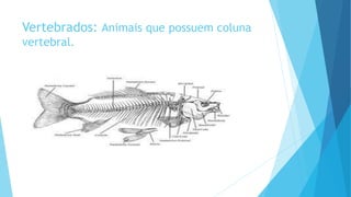 Vertebrados: Animais que possuem coluna
vertebral.
 
