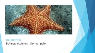 Equinodermos
Échinos: espinhos , Derma: pele
 