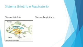 Sistema Urinário e Respiratório
Sistema Urinário Sistema Respirátorio
 