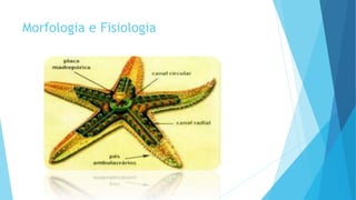 Morfologia e Fisiologia
 
