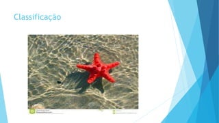 Classificação
 