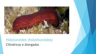 Holoturoides (holothuroidea)
Cilindricos e Alongados
 