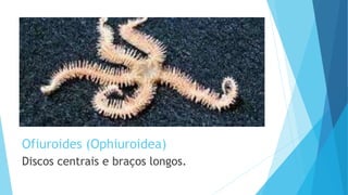 Ofiuroides (Ophiuroidea)
Discos centrais e braços longos.
 