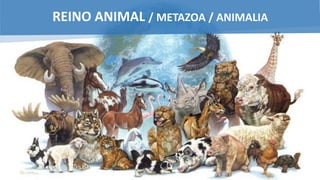 REINO ANIMAL / METAZOA / ANIMALIA
 