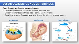 DESENVOLVIMENTOS NOS VERTEBRADOS
Tipos de desenvolvimento nos Vertebrados:
• Ovíparos​: põem ovos. Ex.: peixes, anfíbios, répteis e aves.
• Vivíparos​: embriões dentro da mãe – parto. Ex.: mamíferos.
• Ovovivíparos: embriões dentro de ovos dentro da mãe. Ex.: peixes e répteis.
OVÍPAROS VIVÍPAROS OVOVIVÍPAROS
 
