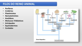FILOS DO REINO ANIMAL
• Poríferos
• Cnidários
• Platelmintos
• Nematelmintos
• Anelídeos
• Moluscos Triblásticos
• Artrópodes
• Equinodermos
• Cordados
 