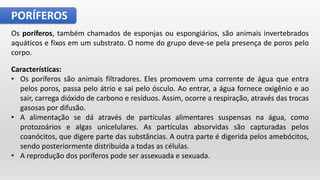 PORÍFEROS
Os poríferos, também chamados de esponjas ou espongiários, são animais invertebrados
aquáticos e fixos em um substrato. O nome do grupo deve-se pela presença de poros pelo
corpo.
Características:
• Os poríferos são animais filtradores. Eles promovem uma corrente de água que entra
pelos poros, passa pelo átrio e sai pelo ósculo. Ao entrar, a água fornece oxigênio e ao
sair, carrega dióxido de carbono e resíduos. Assim, ocorre a respiração, através das trocas
gasosas por difusão.
• A alimentação se dá através de partículas alimentares suspensas na água, como
protozoários e algas unicelulares. As partículas absorvidas são capturadas pelos
coanócitos, que digere parte das substâncias. A outra parte é digerida pelos amebócitos,
sendo posteriormente distribuída a todas as células.
• A reprodução dos poríferos pode ser assexuada e sexuada.
 