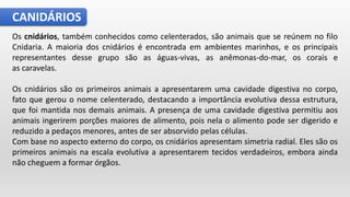 CANIDÁRIOS
Os cnidários, também conhecidos como celenterados, são animais que se reúnem no filo
Cnidaria. A maioria dos cnidários é encontrada em ambientes marinhos, e os principais
representantes desse grupo são as águas-vivas, as anêmonas-do-mar, os corais e
as caravelas.
Os cnidários são os primeiros animais a apresentarem uma cavidade digestiva no corpo,
fato que gerou o nome celenterado, destacando a importância evolutiva dessa estrutura,
que foi mantida nos demais animais. A presença de uma cavidade digestiva permitiu aos
animais ingerirem porções maiores de alimento, pois nela o alimento pode ser digerido e
reduzido a pedaços menores, antes de ser absorvido pelas células.
Com base no aspecto externo do corpo, os cnidários apresentam simetria radial. Eles são os
primeiros animais na escala evolutiva a apresentarem tecidos verdadeiros, embora ainda
não cheguem a formar órgãos.
 