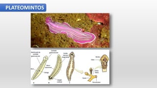 PLATEOMINTOS
 