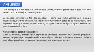 ANELÍDEOS
Um exemplo é a minhoca. Ela vive em solo úmido, como é, geralmente, o solo fértil que
serve como canteiro (de horta ou jardim).
A minhoca pertence ao filo dos anelídeos - nome que inclui vermes com o corpo
segmentado, dividido em anéis. Os anelídeos compreendem cerca de 15 mil espécies, com
representantes que vivem no solo úmido, na água doce e na água salgada. Podem ser
parasitas ou de vida livre.
Características gerais dos anelídeos:
Além da minhoca, existem várias espécies de anelídeos. Podemos citar animais pequenos
como a sanguessuga, que pode medir apenas alguns milímetros de comprimento e também
animais de grande porte - como o minhocuçu, que atinge dois metros.
 