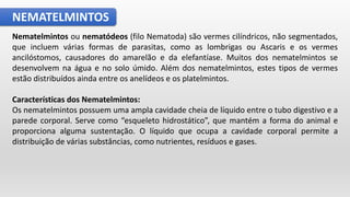 NEMATELMINTOS
Nematelmintos ou nematódeos (filo Nematoda) são vermes cilíndricos, não segmentados,
que incluem várias formas de parasitas, como as lombrigas ou Ascaris e os vermes
ancilóstomos, causadores do amarelão e da elefantíase. Muitos dos nematelmintos se
desenvolvem na água e no solo úmido. Além dos nematelmintos, estes tipos de vermes
estão distribuídos ainda entre os anelídeos e os platelmintos.
Características dos Nematelmintos:
Os nematelmintos possuem uma ampla cavidade cheia de líquido entre o tubo digestivo e a
parede corporal. Serve como “esqueleto hidrostático”, que mantém a forma do animal e
proporciona alguma sustentação. O líquido que ocupa a cavidade corporal permite a
distribuição de várias substâncias, como nutrientes, resíduos e gases.
 