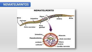 NEMATELMINTOS
 