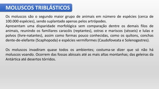 MOLUSCOS TRIBLÁSTICOS
Os moluscos são o segundo maior grupo de animais em número de espécies (cerca de
100.000 espécies), sendo suplantado apenas pelos artrópodes.
Apresentam uma disparidade morfológica sem comparação dentre os demais filos de
animais, reunindo os familiares caracóis (reptantes), ostras e mariscos (sésseis) e lulas e
polvos (livre-natantes), assim como formas pouco conhecidas, como os quítons, conchas
dente-de-elefante (Scaphopoda) e espécies vermiformes (Caudofoveata e Solenogastres).
Os moluscos invadiram quase todos os ambientes; costuma-se dizer que só não há
moluscos voando. Ocorrem das fossas abissais até as mais altas montanhas; das geleiras da
Antártica até desertos tórridos.
 