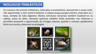 MOLUSCOS TRIBLÁSTICOS
Os moluscos são animais triblásticos, celomados e protostômios. Apresentam o corpo mole,
não segmentado, e com simetria bilateral. A cabeça ocupa posição anterior, onde abre-se a
boca, entrada do tubo digestivo. Muitas estruturas sensoriais também localizam-se na
cabeça, como os olhos. Sensores químicos também estão presentes nos moluscos e
permitem pressentir a aproximação de inimigos naturais, quando o molusco rapidamente
fecha sua concha, colocando-se protegido.
 