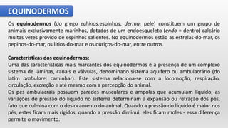 EQUINODERMOS
Os equinodermos (do grego echinos:espinhos; derma: pele) constituem um grupo de
animais exclusivamente marinhos, dotados de um endoesqueleto (endo = dentro) calcário
muitas vezes provido de espinhos salientes. No equinodermos estão as estrelas-do-mar, os
pepinos-do-mar, os lírios-do-mar e os ouriços-do-mar, entre outros.
Características dos equinodermos:
Uma das características mais marcantes dos equinodermos é a presença de um complexo
sistema de lâminas, canais e válvulas, denominado sistema aquífero ou ambulacrário (do
latim ambulare: caminhar). Este sistema relaciona-se com a locomoção, respiração,
circulação, excreção e até mesmo com a percepção do animal.
Os pés ambulacrais possuem paredes musculares e ampolas que acumulam líquido; as
variações de pressão do líquido no sistema determinam a expansão ou retração dos pés,
fato que culmina com o deslocamento do animal. Quando a pressão do líquido é maior nos
pés, estes ficam mais rígidos, quando a pressão diminui, eles ficam moles - essa diferença
permite o movimento.
 