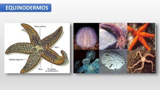 EQUINODERMOS
 