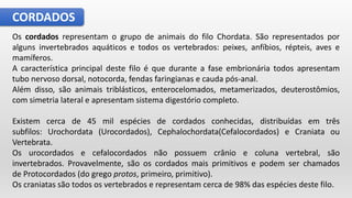 CORDADOS
Os cordados representam o grupo de animais do filo Chordata. São representados por
alguns invertebrados aquáticos e todos os vertebrados: peixes, anfíbios, répteis, aves e
mamíferos.
A característica principal deste filo é que durante a fase embrionária todos apresentam
tubo nervoso dorsal, notocorda, fendas faringianas e cauda pós-anal.
Além disso, são animais triblásticos, enterocelomados, metamerizados, deuterostômios,
com simetria lateral e apresentam sistema digestório completo.
Existem cerca de 45 mil espécies de cordados conhecidas, distribuídas em três
subfilos: Urochordata (Urocordados), Cephalochordata(Cefalocordados) e Craniata ou
Vertebrata.
Os urocordados e cefalocordados não possuem crânio e coluna vertebral, são
invertebrados. Provavelmente, são os cordados mais primitivos e podem ser chamados
de Protocordados (do grego protos, primeiro, primitivo).
Os craniatas são todos os vertebrados e representam cerca de 98% das espécies deste filo.
 