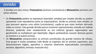 DIVISÃO
É dividido em dois reinos: Protozoários (animais unicelulares) e Metazoários (animais com
várias células).
• Os Protozoários podem se reproduzir (exemplo: amebas) por simples divisão ou podem
apresentar ciclo reprodutivo como os esporozoários. Sendo os animais mais simples os
que possuem apenas uma célula (unicelulares), supõe-se que estes tenham derivado
todos os outros. Esta grande divisão possui inúmeros representantes vivendo em habitat
diversos, podendo viver isoladamente ou em colônias (grupos organizados) que
geralmente se multiplicam por bipartição. Alguns protozoários causam doenças graves
ao homem e a outros animais.
• Os Metazoários compreendem os animais constituídos de grande número de células.
Esse grupo é muito complexo, indo desde as esponjas até os animais superiores, que
desenvolveram órgãos, aparelhos e sistemas altamente especializados (circulatório,
excretor, digestório, nervoso, muscular etc).
 