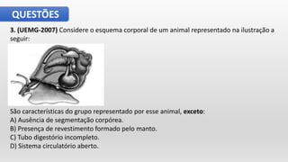 QUESTÕES
3. (UEMG-2007) Considere o esquema corporal de um animal representado na ilustração a
seguir:
São características do grupo representado por esse animal, exceto:
A) Ausência de segmentação corpórea.
B) Presença de revestimento formado pelo manto.
C) Tubo digestório incompleto.
D) Sistema circulatório aberto.
 