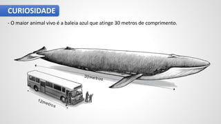 CURIOSIDADE
- O maior animal vivo é a baleia azul que atinge 30 metros de comprimento.
 