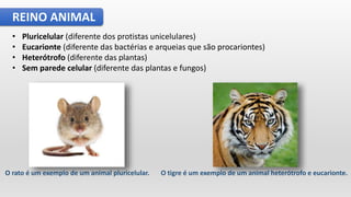 REINO ANIMAL
• Pluricelular​ (diferente dos protistas unicelulares)
• Eucarionte (diferente das bactérias e arqueias que são procariontes)
• Heterótrofo (diferente das plantas)
• Sem parede celular (diferente das plantas e fungos)
O rato é um exemplo de um animal pluricelular. O tigre é um exemplo de um animal heterótrofo e eucarionte.
 