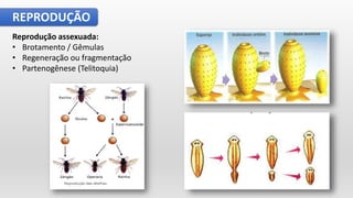 REPRODUÇÃO
Reprodução assexuada:
• Brotamento / Gêmulas
• Regeneração ou fragmentação
• Partenogênese (Telitoquia)
 