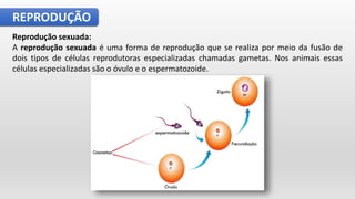 REPRODUÇÃO
Reprodução sexuada:
A reprodução sexuada é uma forma de reprodução que se realiza por meio da fusão de
dois tipos de células reprodutoras especializadas chamadas gametas. Nos animais essas
células especializadas são o óvulo e o espermatozoide.
 