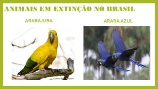 ANIMAIS EM EXTINÇÃO NO BRASIL
ARARAJUBA ARARA AZUL
 
